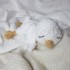 Piou le petit poussin : Patron Au Crochet PDF